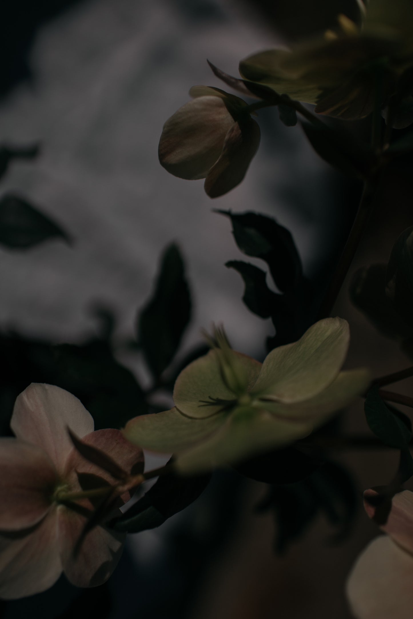 Floral helebores photograph framed in Elisabetta papier-mâché – Page House Studio